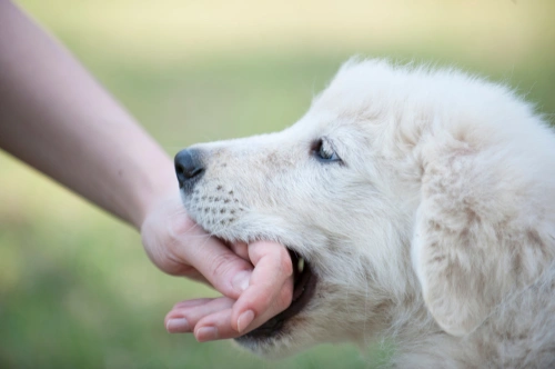 Dog bites owners hand