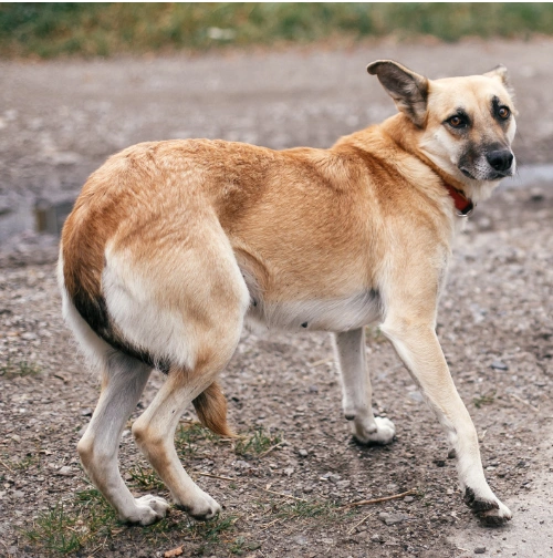 Dog showing distance increasing behavior and body language