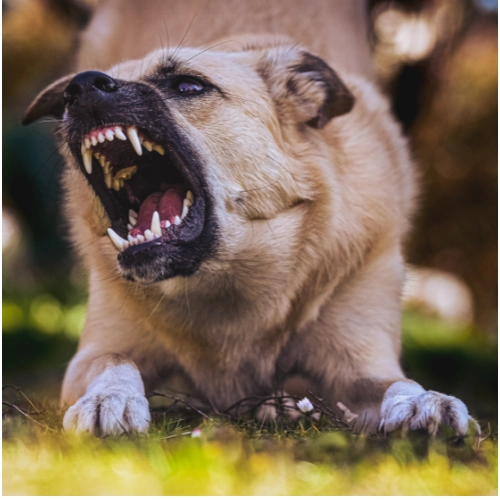 Dog bite about to take place as dog shows teeth