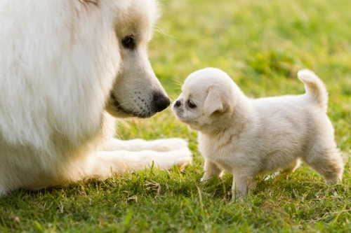 calm adult dog and a puppy interact demonstrating early dog socialization