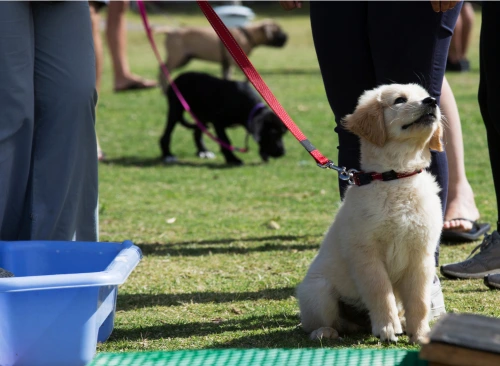 How to Socialize a Puppy puppies at a controlled socialization gathering