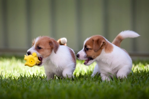 Puppy Socialization Development two puppies socializing