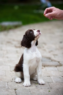 Puppy Training