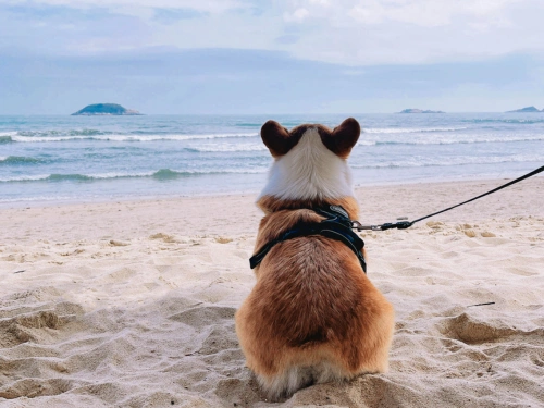 Dog sitting on the beach looking at water on leash highlighting an example of a dog friendly location