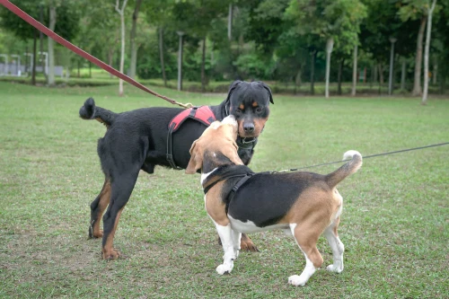 on-leash greetings between two dogs