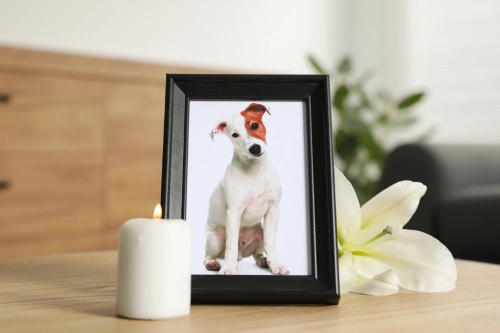 picture of pet with a flower and lit candle showing memorial to pet that died