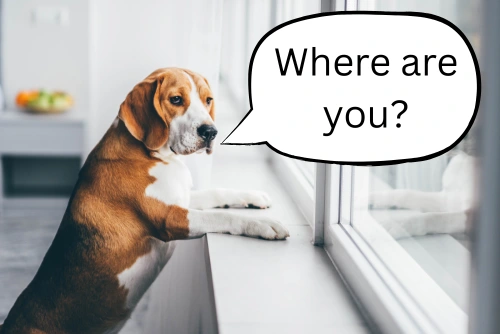 beagle dog looking out the window asking "Where are you?" because there was no return home policy