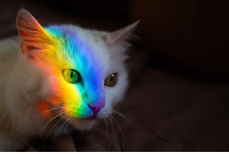 Cat Color Vision cat with light shining across face in rainbow color