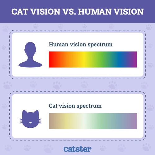 Catster.com image on purple background with light pawprints scattered around and two color spectrums; one for cats and one for humans