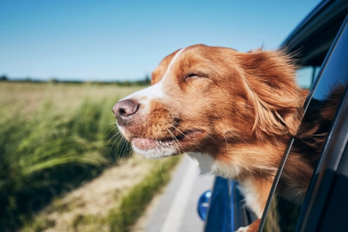 dog's head out car window