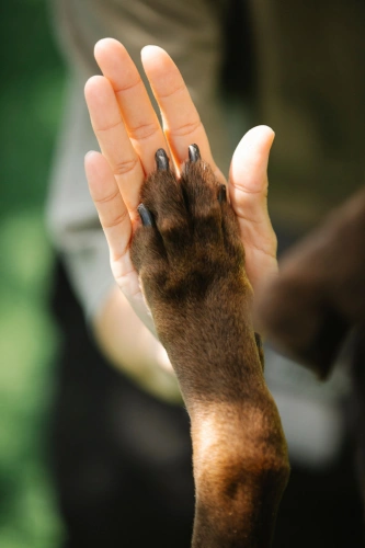 Dominant Paw Dog dominant paw giving high five to human hand