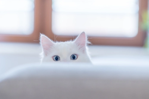 How Lighting Affects What Cats See Cat in bright light staring off intently