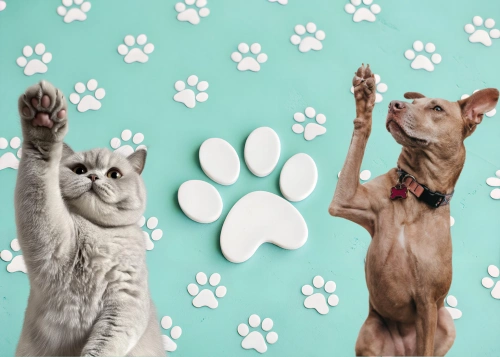 Green background with white paw prints with a cat and dog in the forefront each raising a paw highlighting paw preference in pets