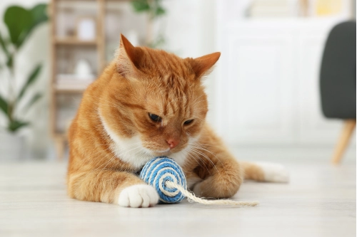 Toy Shopping Tip cat playing with a blue toy as what color cats can see is blue through yellow