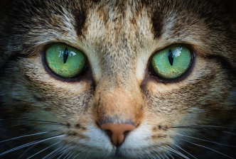 Cat face with focus on green eyes staring directly into camera