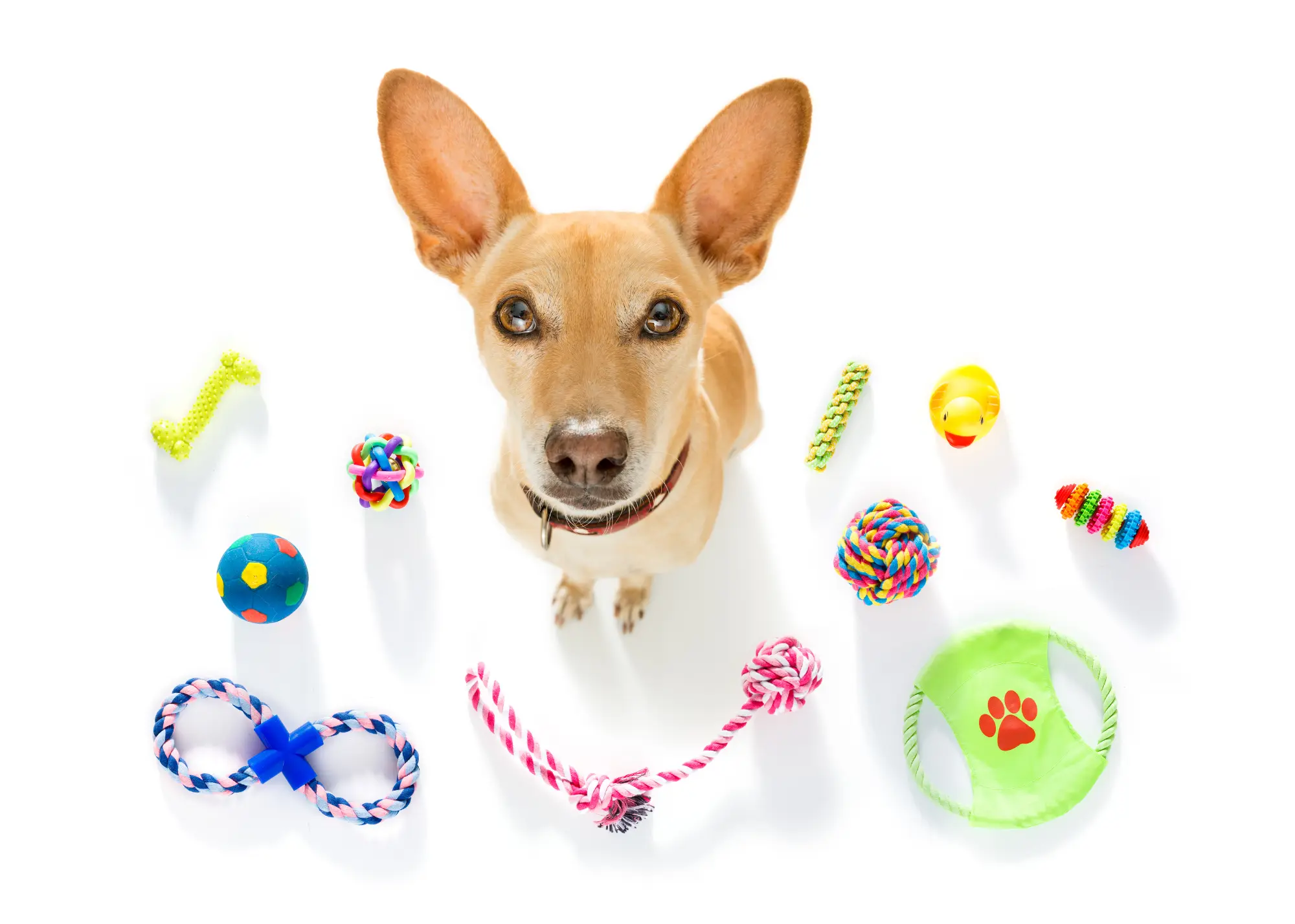 Dog surrounded by dog toys representing canine enrichment