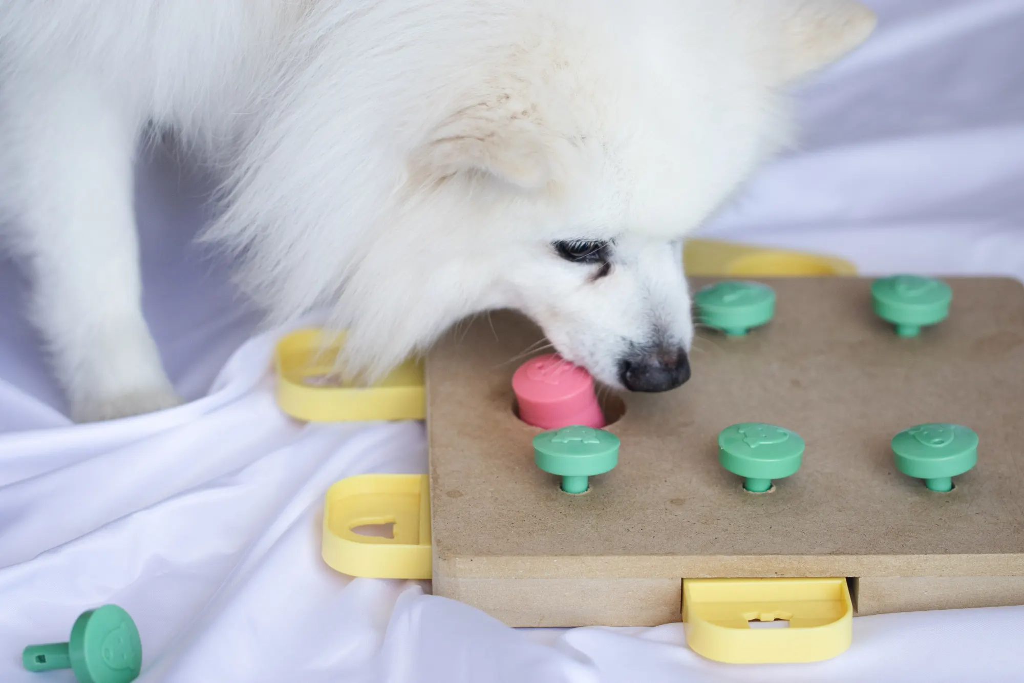 white dog, canine enrichment, puzzle toy, snuffle mat, brain games