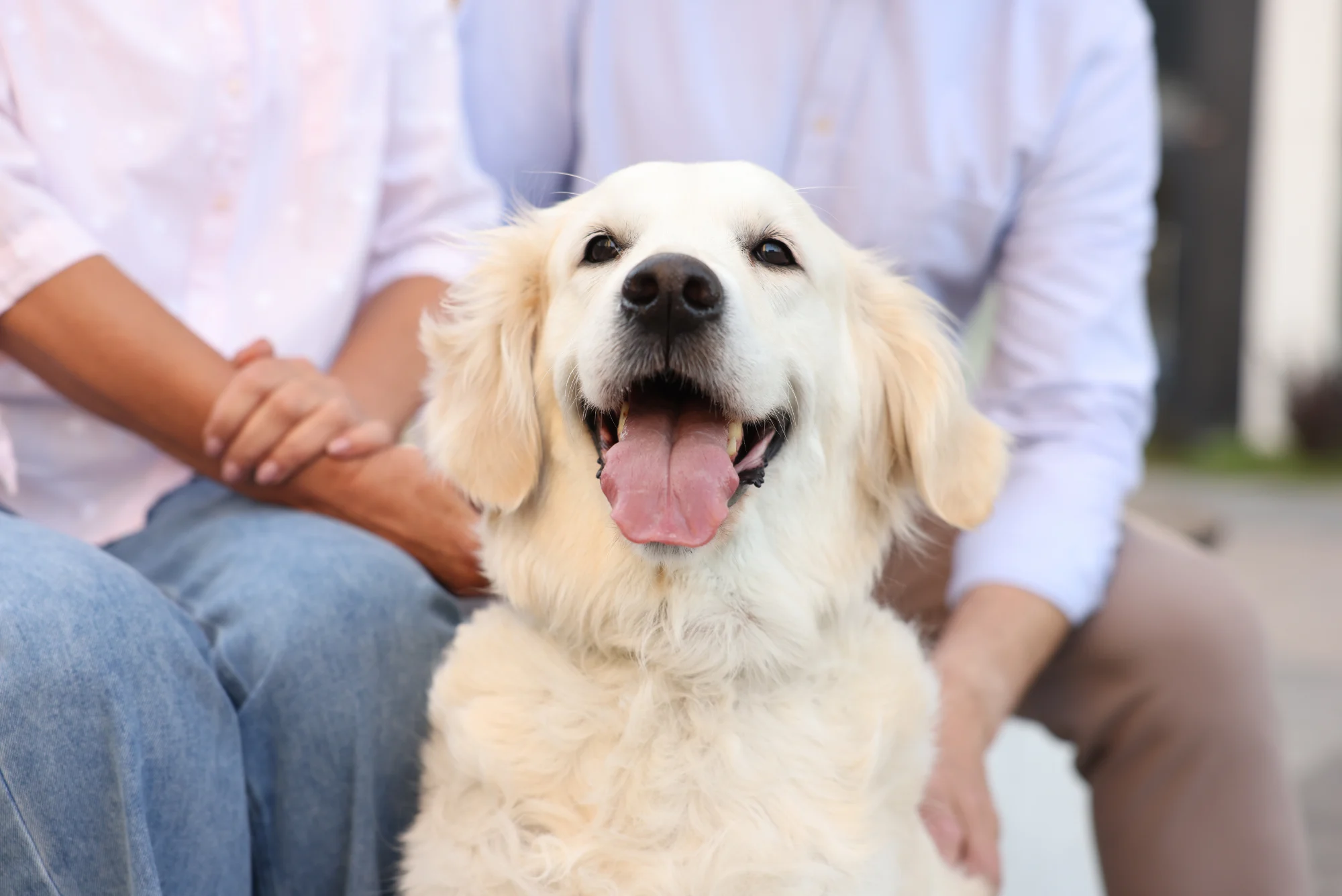dog, human-dog bond, enriched dog, canine enrichment, happy family