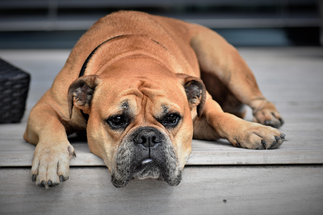 continental bulldog, dog, animal, nature, pet, animal portrait, lazy, tired, bored, boredom, brown dog, fur, animal world, dog portrait, dog breed, purebred
