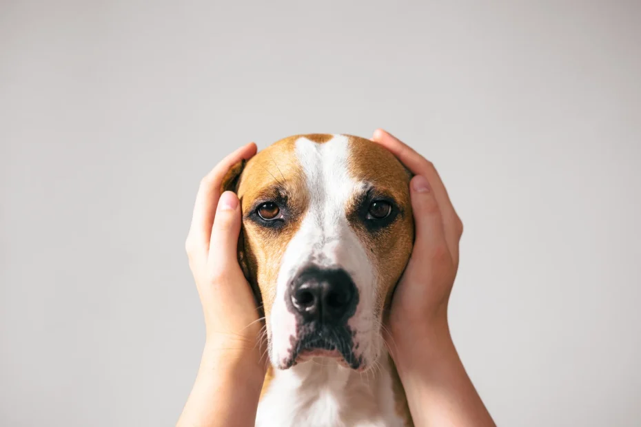 dog ears covered noise phobia noise aversion