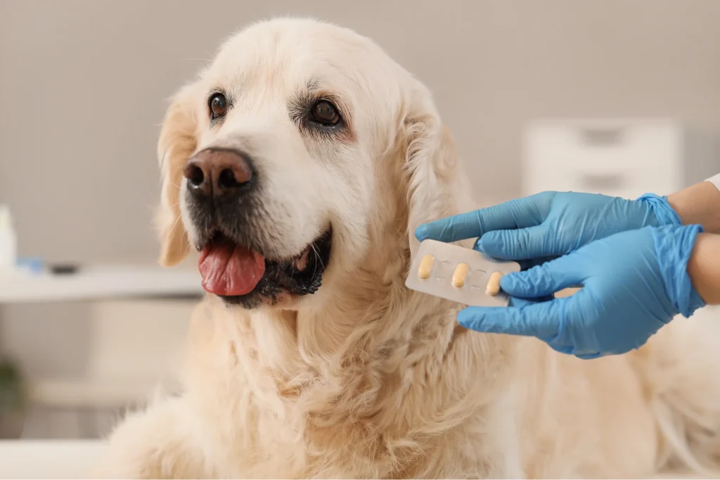 dog anxiety medication pills separation anxiety noise phobia noise aversion