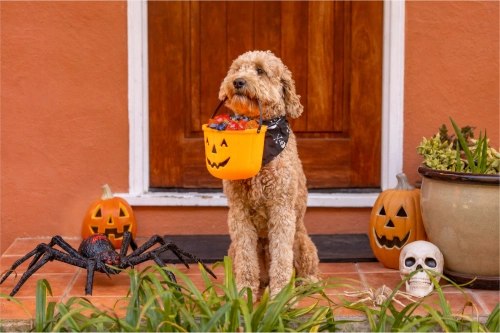 Dog holding Halloween candy bucket containing chocolate